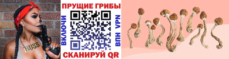 Псилоцибиновые грибы Cubensis  как найти   Ханты-Мансийск 